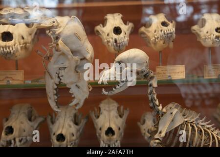 Schädel und Skelette in der Galerie der Paläontologie und vergleichende Anatomie in Paris Stockfoto