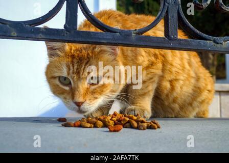 Close-up von wildschweinen Ginger cat Kekse essen, Insel Kalymnos, Dodekanes, Ägäis, Griechenland, Stockfoto