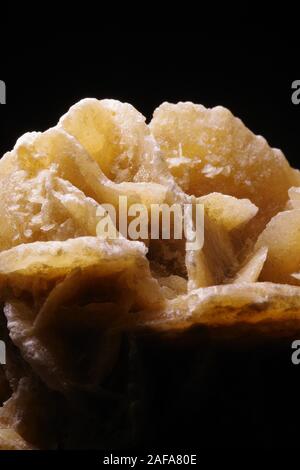 Desert Rose Gips, Calcium Sulfat Dihydrat evaporite Mineral (CaSO₄ · 2 H₂O). Makro Geologie Foto vor einem schwarzen Hintergrund. UK. Stockfoto