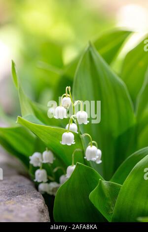 In der Nähe von Maiglöckchen Blüte im Frühjahr Garten in Bulgarien. Stockfoto