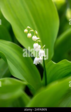 In der Nähe von Maiglöckchen Blüte im Frühjahr Garten in Bulgarien. Stockfoto