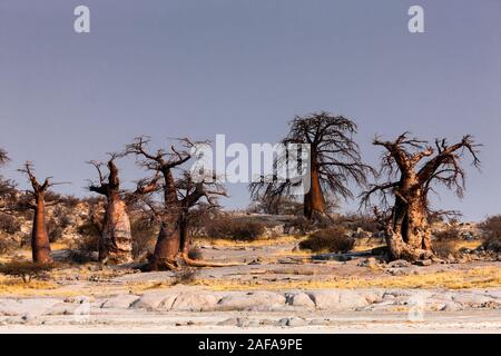 Riesige und seltsame Baobab-Bäume auf der Insel Kubu, Sowa PAN (Sua PAN), Makgadikgadi-Pfannen, Botsuana, Südafrika, Afrika Stockfoto