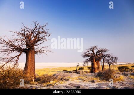 Baobab-Baum auf der Insel Kubu, weiße Salzpfanne, Sowa-Pfanne, Makgadikgadi-Pfanne, Botsuana, Südliches Afrika, Afrika Stockfoto