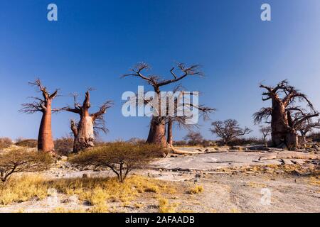 Riesige Baobab-Bäume auf der Insel Kubu, Sowa PAN (Sua PAN), Makgadikgadi-Pfannen, Botsuana, Südafrika, Afrika Stockfoto