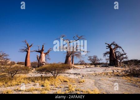Riesige Baobab-Bäume auf der Insel Kubu, Sowa PAN (Sua PAN), Makgadikgadi-Pfannen, Botsuana, Südafrika, Afrika Stockfoto