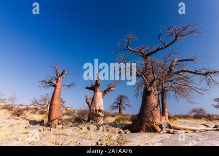 Riesige Baobab-Bäume auf der Insel Kubu, Sowa PAN (Sua PAN), Makgadikgadi-Pfannen, Botsuana, Südafrika, Afrika Stockfoto