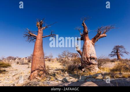 Riesige Baobab-Bäume auf der Insel Kubu, Sowa PAN (Sua PAN), Makgadikgadi-Pfannen, Botsuana, Südafrika, Afrika Stockfoto