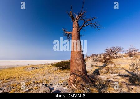 Baobab-Baum auf der Insel Kubu und weiße Salzpfanne, Sowa Pan (Sua Pan), Makgadikgadi Pans, Botsuana, südliches Afrika, Afrika Stockfoto
