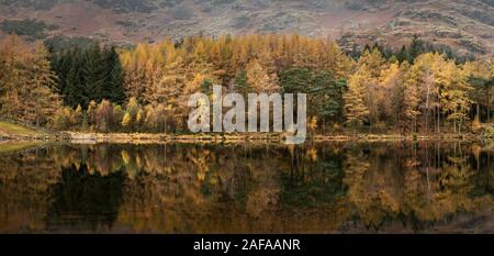 Atemberaubend lebendigen Herbst Landschaft Bild von blea Tarn mit goldenen Farben im See spiegeln Stockfoto