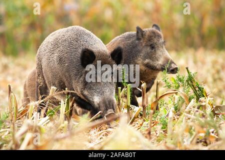 Gruppe von Wildschweinen schnüffeln und Beweidung auf dem Maisfeld Stockfoto