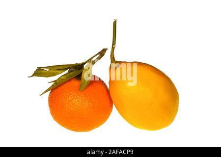 Frische reife Clementine und Zitrone mit Zweige und Blätter auf einem weißen Hintergrund isoliert Stockfoto