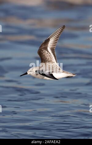 Sanderling (Calidris Alba) Stockfoto