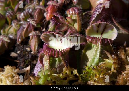 Sydney Australien, albany Krug Pflanzen in Australien Stockfoto