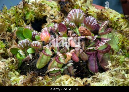 Sydney Australien, albany Schlauchpflanzen native zu Western Australia Stockfoto