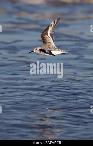 Sanderling (Calidris Alba) Stockfoto