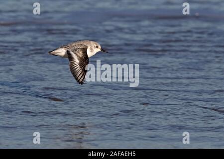 Sanderling (Calidris Alba) Stockfoto