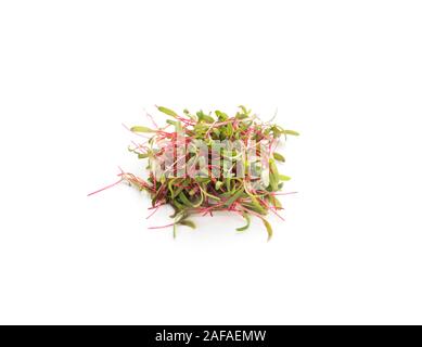 Microgreen frische Sprossen isoliert auf weißem Hintergrund Stockfoto
