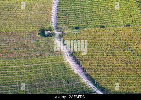 Luftaufnahme von einem Weinberg im Herbst nach der Ernte in die Hügel der Langhe, Weltkulturerbe der UNESCO, Barbaresco, Cuneo, Piemont, Italien Stockfoto