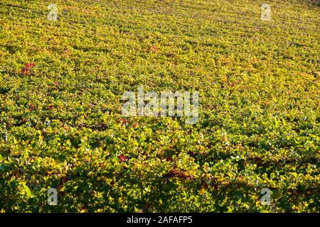 Hohen winkel Blick auf einen Weinberg mit Reihen von Reben im Herbst, Langhe, Weltkulturerbe der UNESCO, Barbaresco, Provinz Cuneo, Piemont, Italien Stockfoto