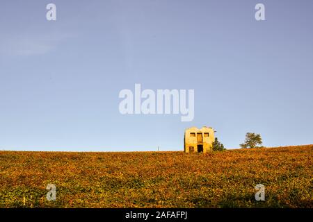 Top von einem Weinberg Hügel mit einem alten, verlassenen Hütte gegen den klaren blauen Himmel im Herbst, Langhe, Unesco W. H., Alba, Cuneo, Piemont, Italien Stockfoto