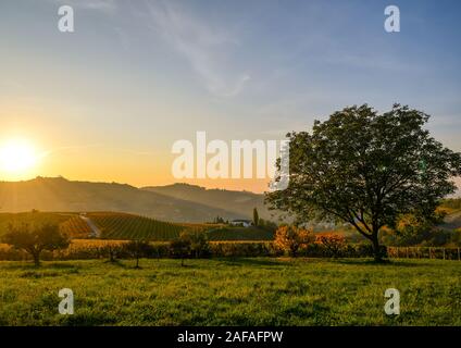 Hintergrundbeleuchtung malerische Aussicht auf die Hügel der Langhe Weinberg, Weltkulturerbe der UNESCO, bei Sonnenuntergang im Herbst mit einer großen Eiche, Alba, Cuneo, Piemont, Italien Stockfoto