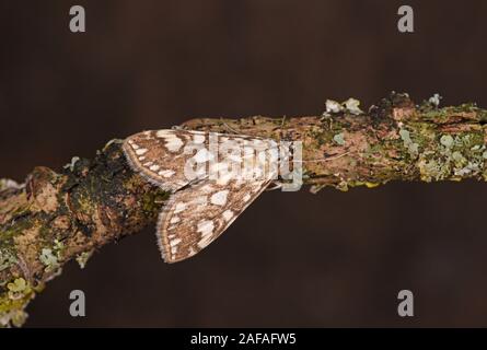 Braun China - mark Motte (Elophila nymphaeata) in Ruhe auf Zweig, Wales, September Stockfoto