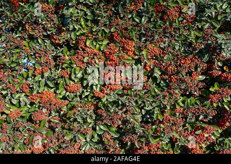 Close-up ein immergrüner Strauch der Holzbär coccinea mit orangefarbenen Beeren im Herbst, Alba, Piemont, Italien Stockfoto