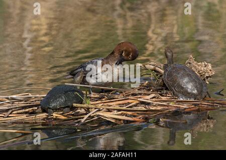 Gemeinsame pochard Aythya ferina Weibchen auf der Matte von Vegetation mit Europäische Sumpfschildkröte Emys obicularis im See im Quinta do Lago Teil der Ria für Stockfoto