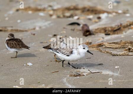 Sanderling Calidris alba mit nur einem Fuß und Mindestens sandpiper Calidris minutilla am Strand, Bolivar Wohnungen Shorebird Sanctuary, Texas, USA, Decemb Stockfoto