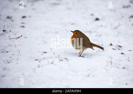 Europäische robin Erithacus rubecula auf Schneebedeckter Boden, Cadman Pool, New Forest National Park, Hampshire, England, UK, März 2018 Stockfoto