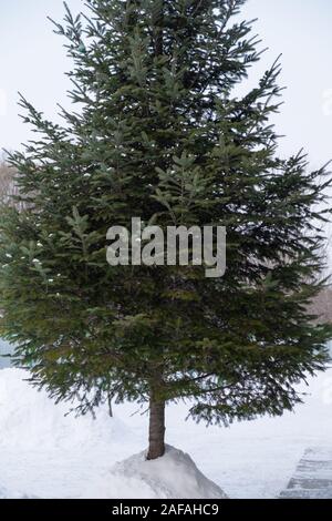 Ein einsamer Weihnachtsbaum im Heuhaufen der weißen Schnee in einem russischen Dorf Stockfoto