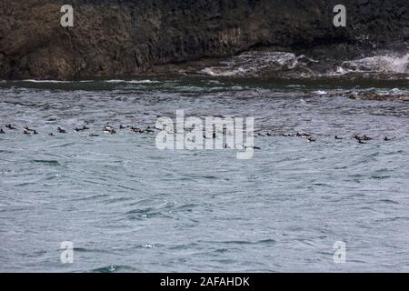 Atlantic puffin Fratercula arctica Flottille der Vögel im Meer weg Staffa Insel, Treshnish-inseln, Firth von Lorn, Innere Hebriden, Argyll und Bute, Sc Stockfoto