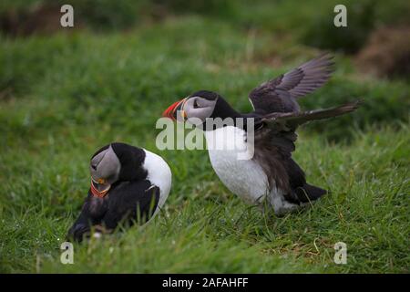 Atlantic puffin Fratercula arctica Paar, Putzen, ein Flügel - Stretching, Lunga Insel, Treshnish-inseln, Firth von Lorn, Innere Hebriden, Argyll und B Stockfoto
