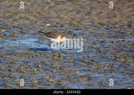 Kampfläufer Philomachus pugnax Fütterung am Rand einer Lagune, titchwell Marsh RSPB Reservat, Norfolk, England, UK, September 2018 Stockfoto