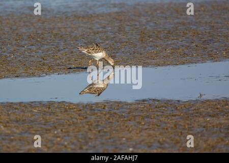 Kampfläufer Philomachus pugnax Fütterung am Rand einer Lagune, titchwell Marsh RSPB Reservat, Norfolk, England, UK, September 2018 Stockfoto