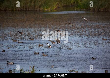 Northern shoveler Anas clypeata, Gruppe Landung in einem Pool vor Avalon verbergen, Schinken Wand RSPB Reservat, Avalon Sümpfen, Somerset, England, Vereinigtes Königreich, Stockfoto