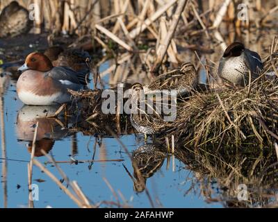 Bekassine Gallinago gallinago, Eurasischen pfeifente Anas penelope und Gemeinsame teal Anas crecca ruhend, GREYLAKE RSPB Reservat, Somerset Levels und Mauren, Stockfoto