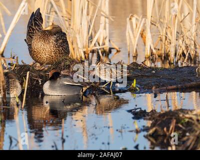 Gemeinsame teal Anas crecca Schlafen, Stockente Anas platyrhynchos weiblichen Putzen und Bekassine Gallinago gallinago Neben reedmace, GREYLAKE RSPB Reser Stockfoto