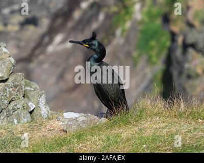 Europäische shag Phalacrocorax aristotelis auf einem grasbewachsenen Steilküste, Lunga Insel, Treshnish-inseln, Innere Hebriden, Schottland, UK, Mai 2019 Stockfoto