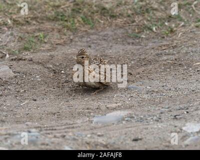 Gemeinsame feldlerche Alauda arvensis Staub baden, Loch na Keal, Isle of Mull, Innere Hebriden, Argyll und Bute, Schottland, UK, Mai 2019 Stockfoto