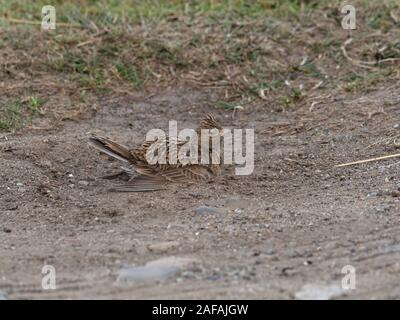 Gemeinsame feldlerche Alauda arvensis Staub baden, Loch na Keal, Isle of Mull, Innere Hebriden, Argyll und Bute, Schottland, UK, Mai 2019 Stockfoto