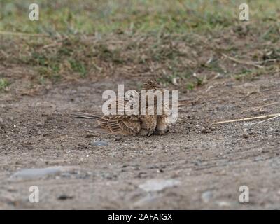 Gemeinsame feldlerche Alauda arvensis Staub baden, Loch na Keal, Isle of Mull, Innere Hebriden, Argyll und Bute, Schottland, UK, Mai 2019 Stockfoto