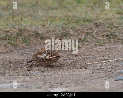 Gemeinsame feldlerche Alauda arvensis Staub baden, Loch na Keal, Isle of Mull, Innere Hebriden, Argyll und Bute, Schottland, UK, Mai 2019 Stockfoto