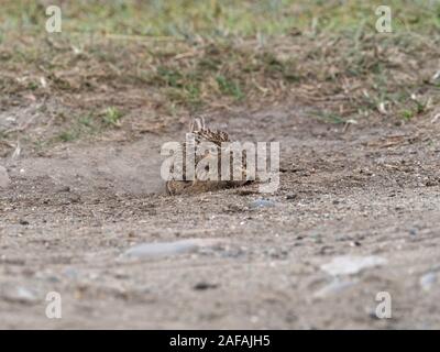 Gemeinsame feldlerche Alauda arvensis Staub baden, Loch na Keal, Isle of Mull, Innere Hebriden, Argyll und Bute, Schottland, UK, Mai 2019 Stockfoto