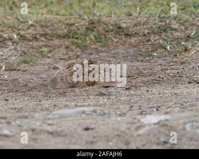 Gemeinsame feldlerche Alauda arvensis Staub baden, Loch na Keal, Isle of Mull, Innere Hebriden, Argyll und Bute, Schottland, UK, Mai 2019 Stockfoto