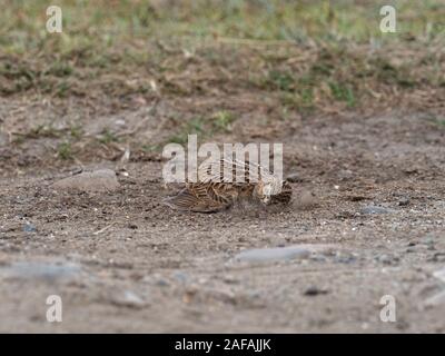 Gemeinsame feldlerche Alauda arvensis Staub baden, Loch na Keal, Isle of Mull, Innere Hebriden, Argyll und Bute, Schottland, UK, Mai 2019 Stockfoto