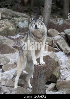 Ein einsamer Timber Wolf oder grauen Wolf Canis lupus Porträt im Winter Schnee in Kanada Stockfoto