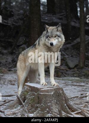 Ein einsamer Timber Wolf oder grauen Wolf Canis lupus Porträt im Winter Schnee in Kanada Stockfoto