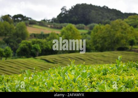 Tee, Kaffee Plantage in Portugal, Azoren iselands Stockfoto