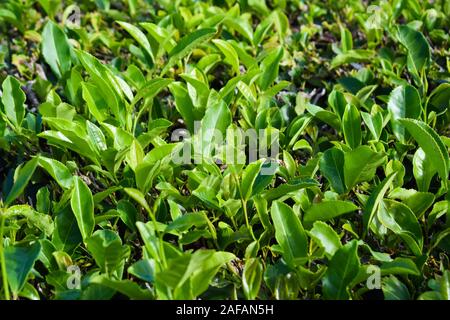 Tee, Kaffee Plantage in Portugal, Azoren iselands Stockfoto